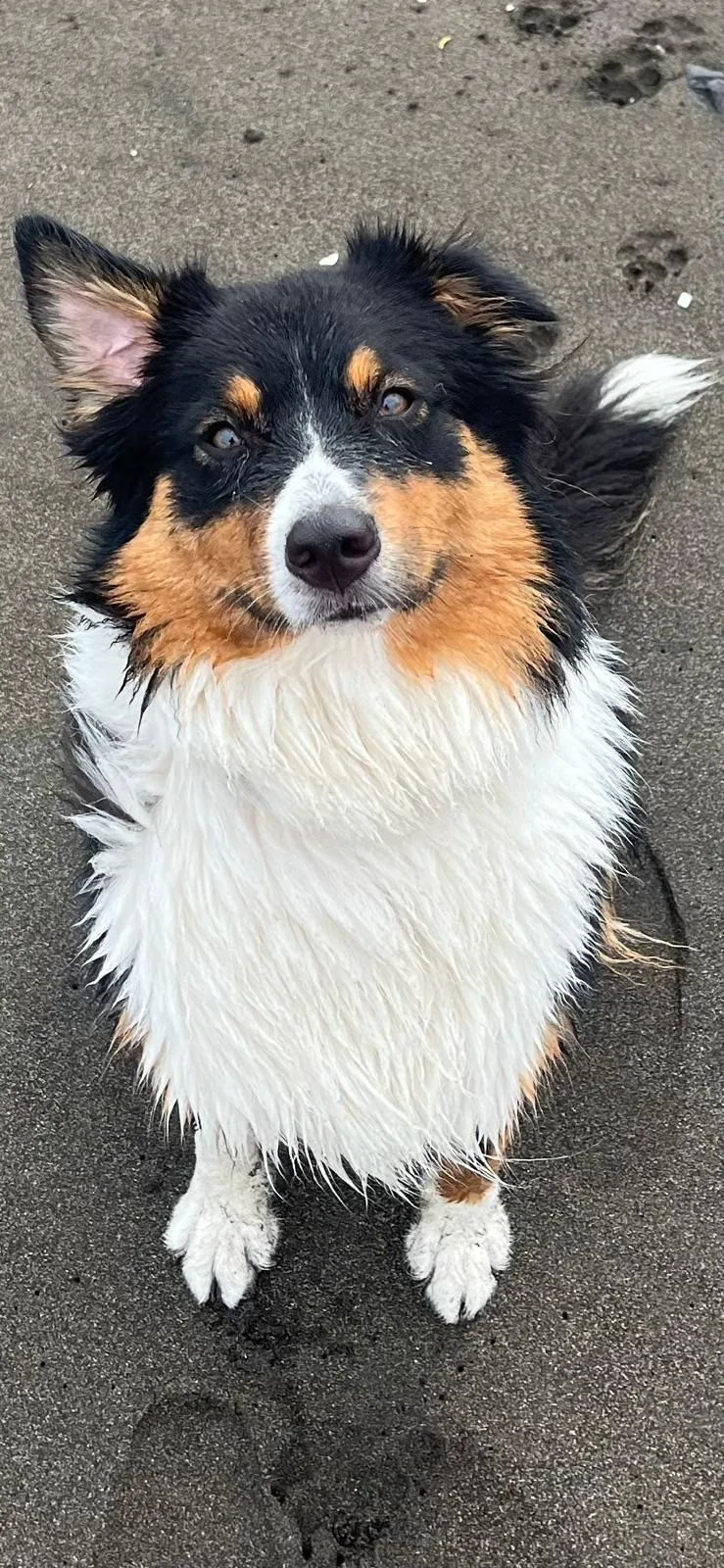 Portrait of Binkie